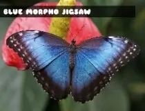 Blue Morpho Butterfly Ji...